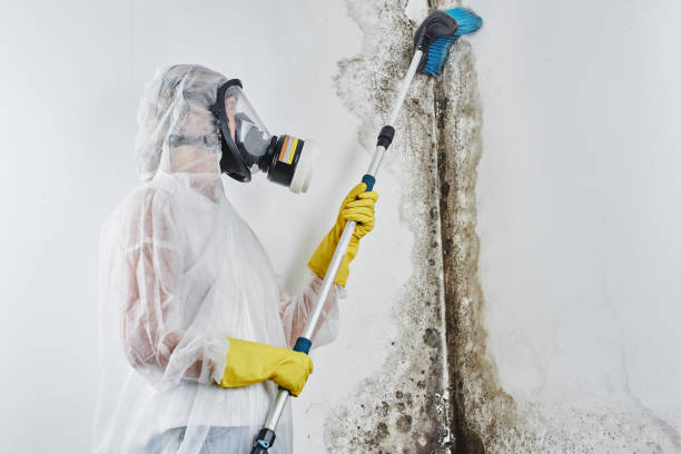 Why You Should Choose Our Mold Remediation Services in Hawkins, TX